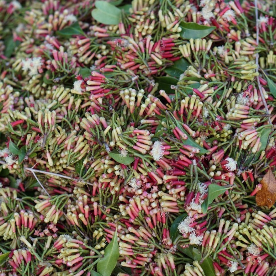 Cloves Harvest from Madagascar