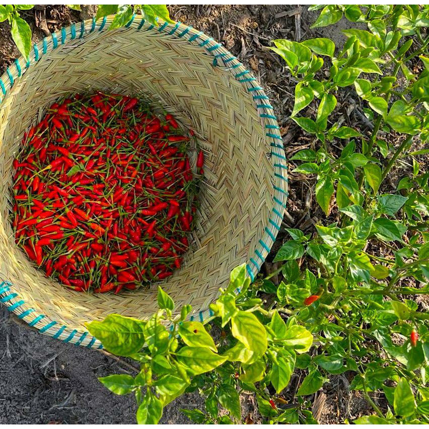 Birdeye Chili (Pili Pili), from Madagascar - Vanille Vanille