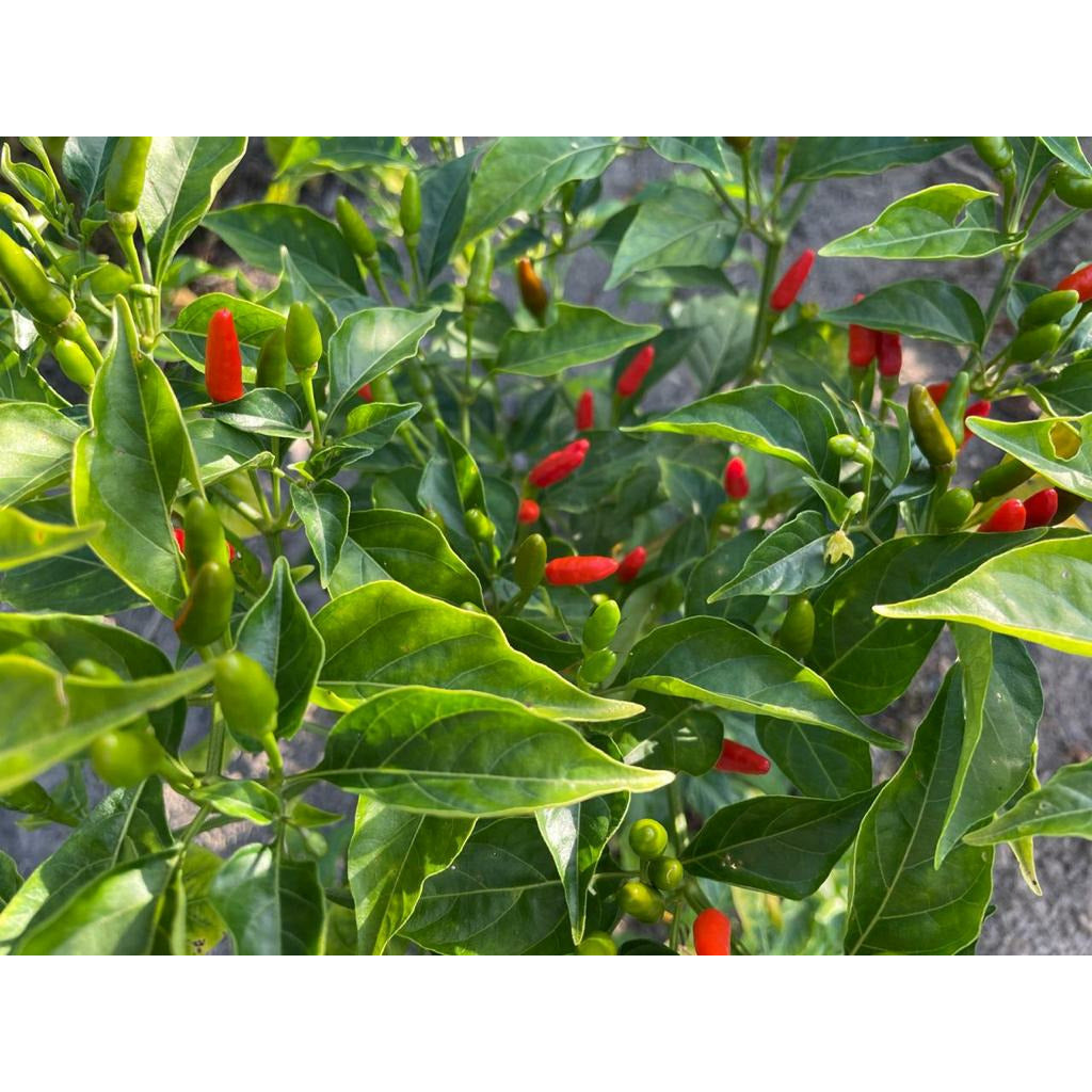 Bird Eye Chilli (Pili Pili) - Plant