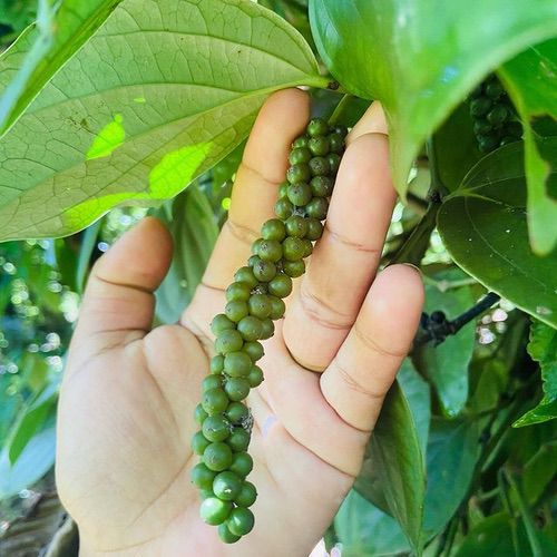 Black Pepper - Organic from Wayanad, India - Vanille Vanille