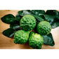 Kaffir Lime, from Madagascar - Vanille Vanille