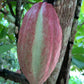 Cacao Beans - Whole from Soconusco, Mexico - Vanille Vanille