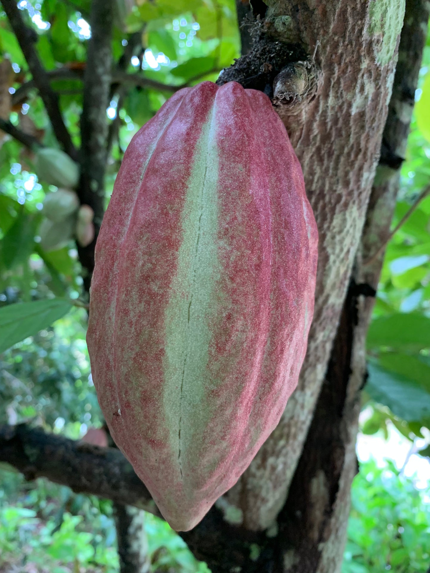 Cacao Beans - Whole from Soconusco, Mexico - Vanille Vanille