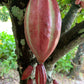 Cacao Beans - Whole from Soconusco, Mexico - Vanille Vanille