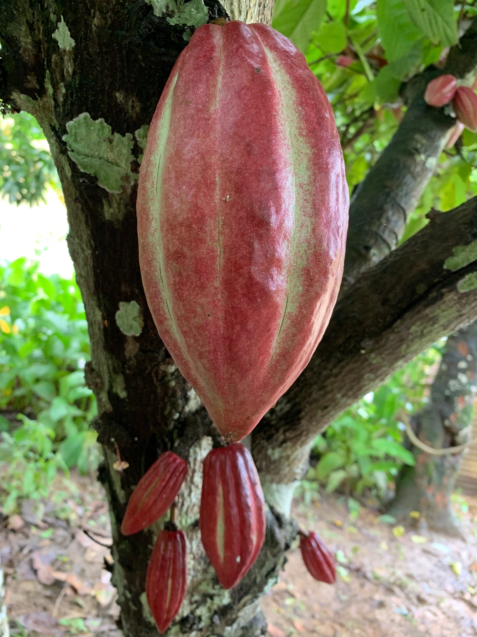 Cacao Beans - Whole from Soconusco, Mexico - Vanille Vanille