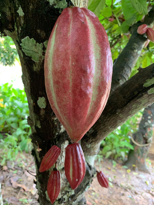 Cacao Beans - Whole from Soconusco, Mexico - Vanille Vanille