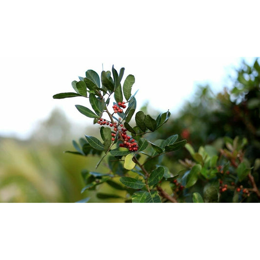 Pink Pepper, from Madagascar - Vanille Vanille