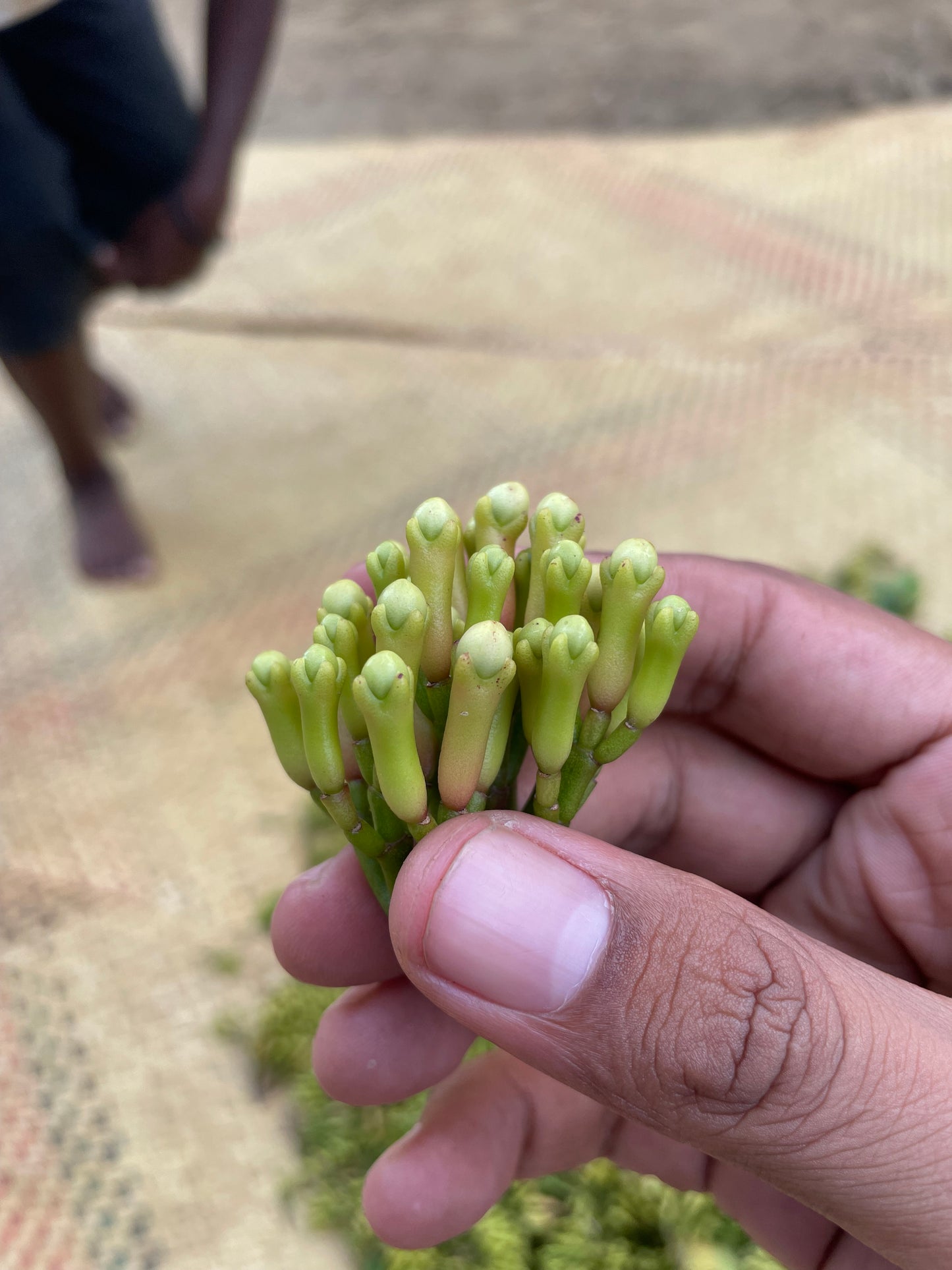 Cloves from Madagascar - Vanille Vanille