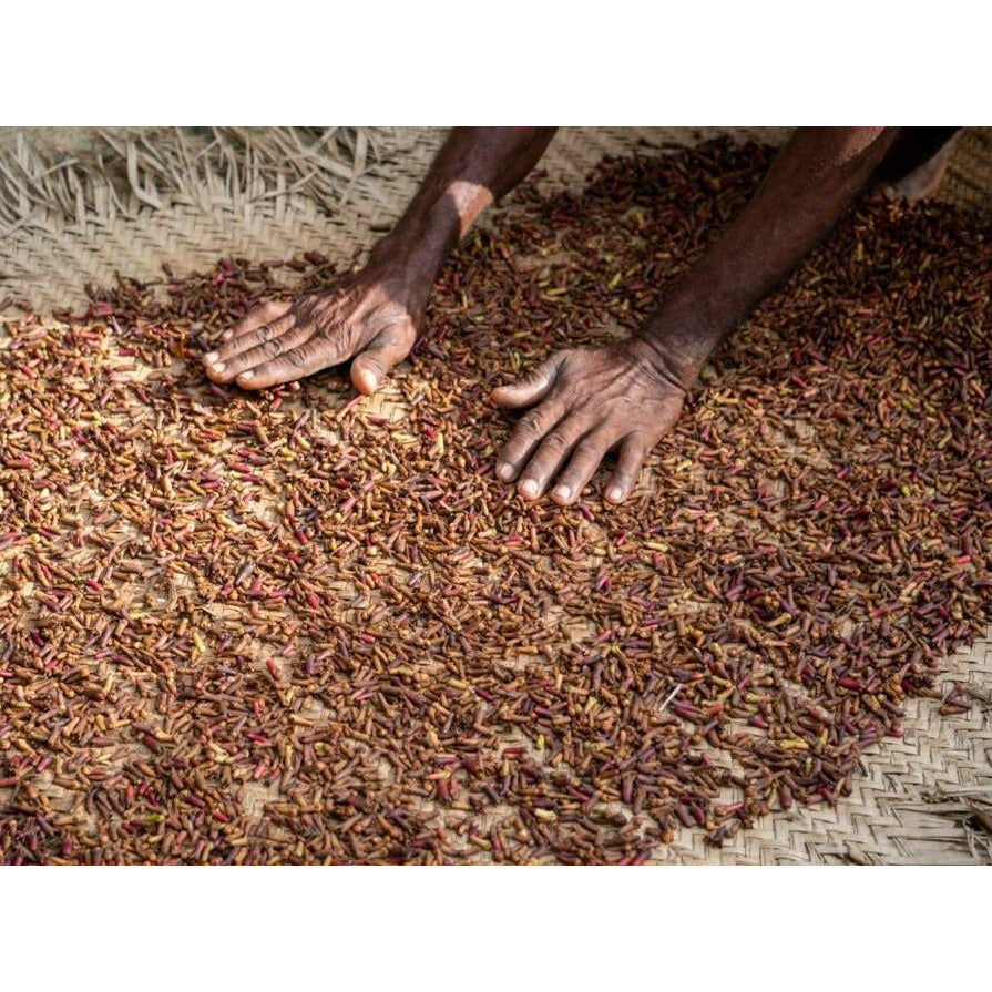 Cloves Harvest from Madagascar