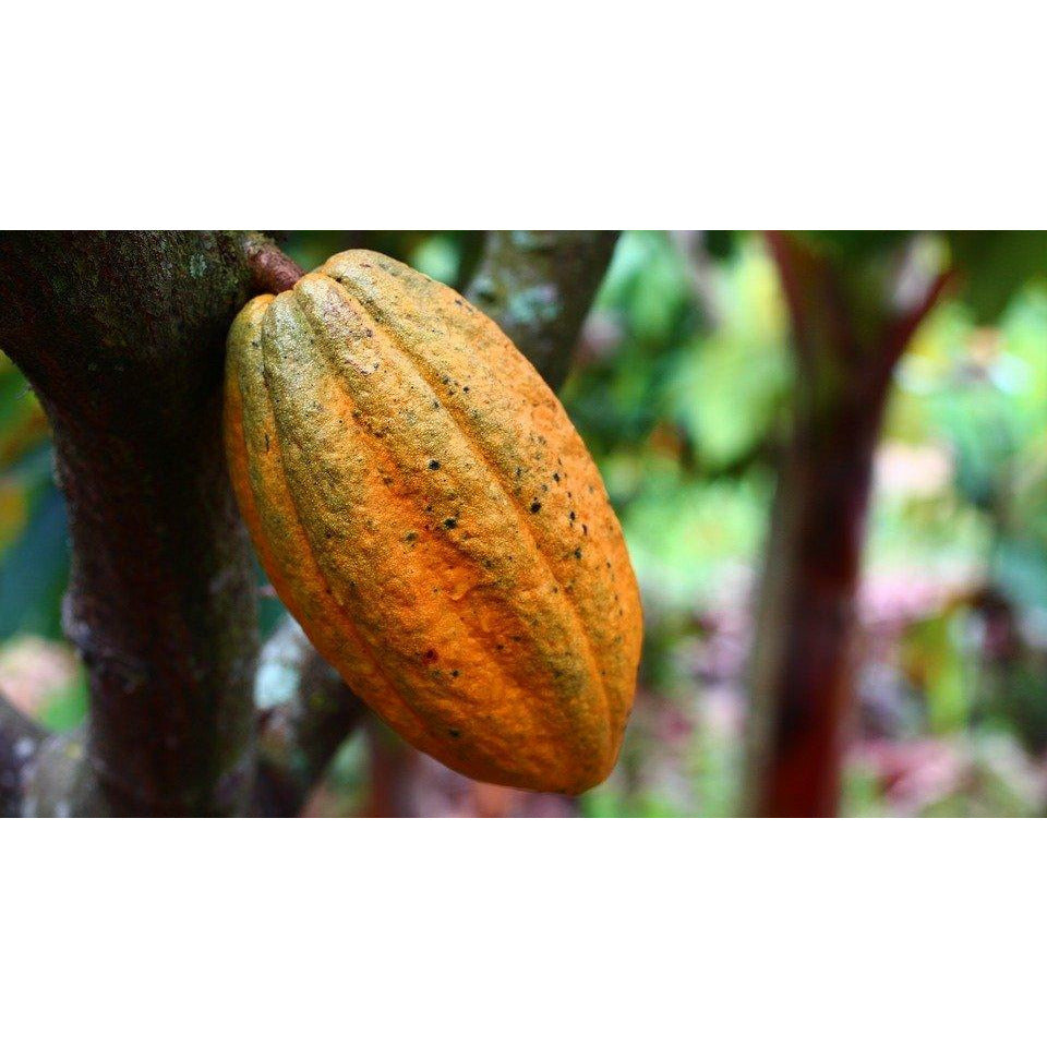 All Natural, Pure Cacao 