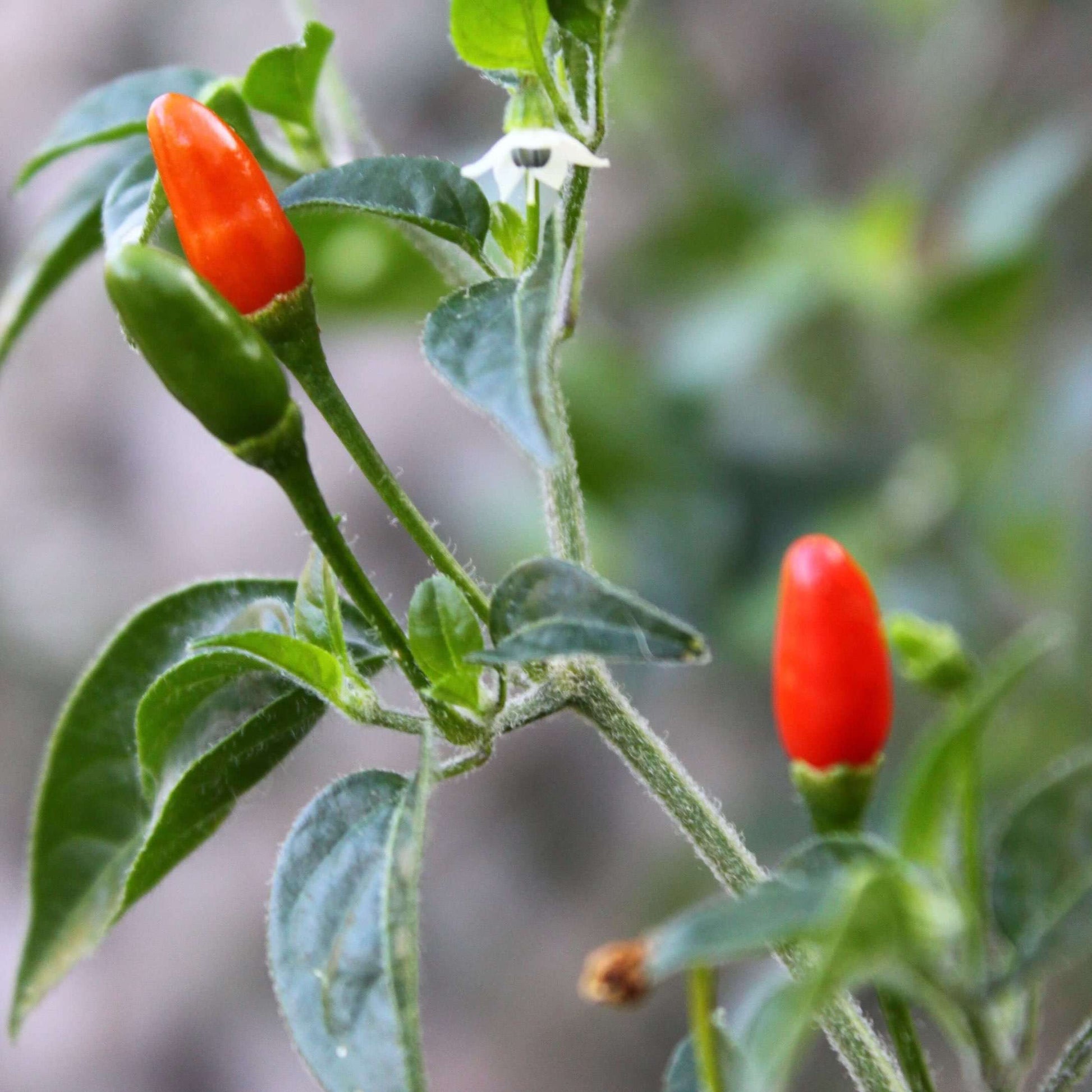 Chili Piquin, from Mexico - Vanille Vanille