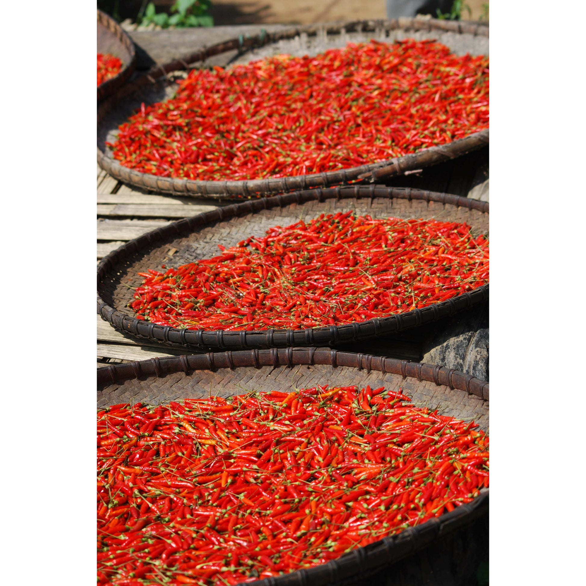 Birdeye Chili (Pili Pili), from Madagascar - Vanille Vanille